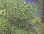 Vincent Van Gogh Lilacs (nn04) oil
